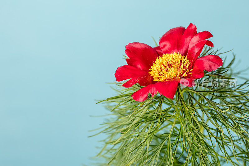 草原牡丹(Paeonia tenuifolia)花特写与散景光